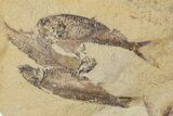 Fossil Fish (Gosiutichthys) Mortality Plate - Wyoming #357175-4